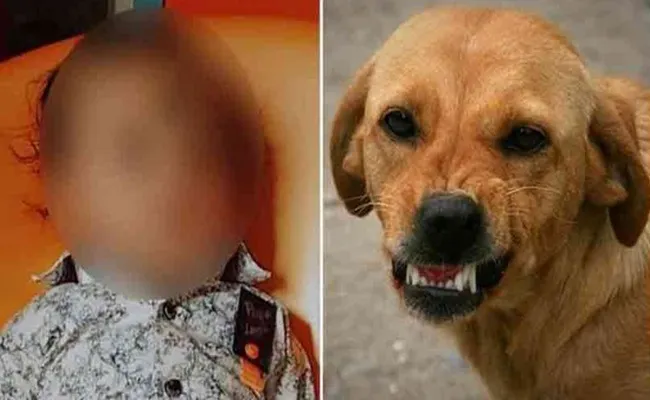 Toddler Mauled to Death by Stray Dogs in Hyd - Great Andhra